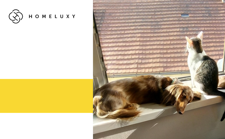 blog_petcomfortable (1).png